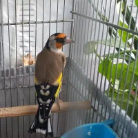 سهره جوجه سال|پرنده|ری, امین آباد|دیوار