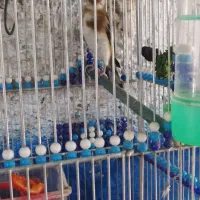 سهره 2ساله|پرنده|اصفهان, بوستان ناژوان|دیوار