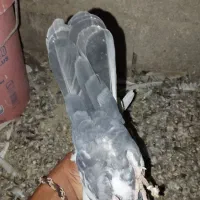 حیوانات|پرنده|جنت, |دیوار