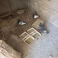 کبوتر
