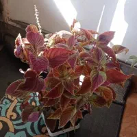 گلهای حسن یوسف