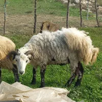 گوسفند نر|حیوانات مزرعه|احمدسرگوراب, |دیوار