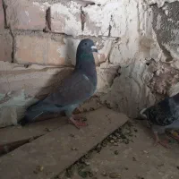 دوتا پلاکی هنوز یکی الا دوتا دیگه تا سر بندهوای|پرنده|مرودشت, کناره|دیوار