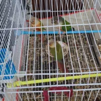 پرنده|پرنده|کرباسک, |دیوار