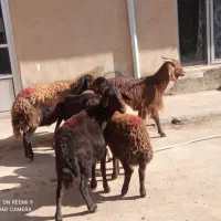 سه تاگوسفندجوان وابستن وبره ماده دامازلق قرمزلخت|حیوانات مزرعه|خواجه, |دیوار