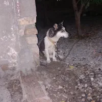 سگ پاکوتا ماده|سگ|آق قلا, |دیوار