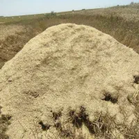 کاه