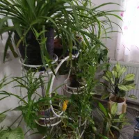 26عدد گل و استند فروشی|گل و گیاه طبیعی|محمدیه-قزوین, |دیوار