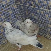 کبوتر|پرنده|سراوان, |دیوار