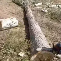 خراطی چوب پالت خدماته پیوندضایعات تیرخریدارم صنوبر|خدمات باغبانی و درختکاری|کمیجان, |دیوار