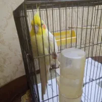 عروس هلندی