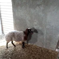 میش آبستن