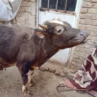 دو عدد گاو نز سیمینتال|حیوانات مزرعه|مهربان, |دیوار