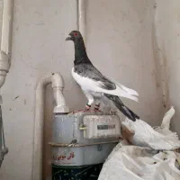 یهودی هفت رنگ نر خوش تیپ|پرنده|رضویه, |دیوار