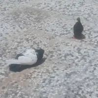 کفتر سینه