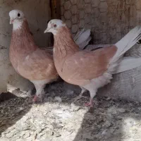 کبوترجفت نروماده شازده زرد  پرشی
