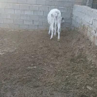 گاو تلیسه|حیوانات مزرعه|تربت جام, جامرود|دیوار