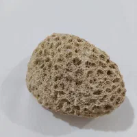 فسیل مرجان و سنگ فیروزه