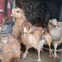 جوجه محلی دونه ای ۲۰۰