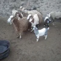 ۷راس بزجوان|حیوانات مزرعه|قروه, |دیوار