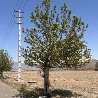 2150-متر-زمین-بر-خیابان-گل-ماکیان