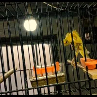 قناری یلو فاکتور|پرنده|مشهد, شفا|دیوار