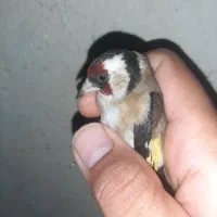 سره نر|پرنده|قم, شهرک امام حسن|دیوار