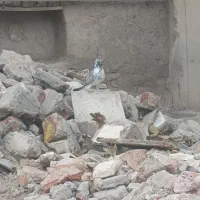 فراری|حیوانات|اردبیل, |دیوار