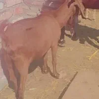 بز ابستن ..|حیوانات مزرعه|زاهدان, |دیوار