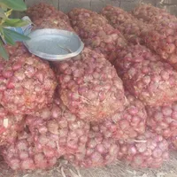 پیاز محلی قرمز بدون دارو ارگانیک|خوردنی و آشامیدنی|باغ ملک, |دیوار