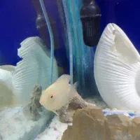 ماهی اکواریوم|ماهی|مریوان, |دیوار