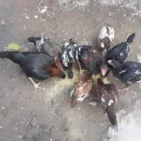 حیوانات مزرعه