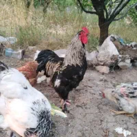 مرغ وخروس برهما