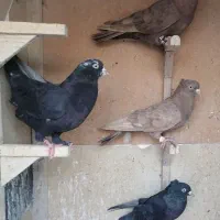 کفتر|پرنده|شیراز, شهرک آرین|دیوار