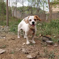 سگ پاکوتاه|سگ|لاهیجان, آهندان|دیوار