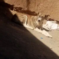 واگذاری حیون نر وماده|سگ|تربت جام, جلگه موسی آباد|دیوار