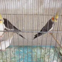 تعداد مرغ عشق عروس و برزیلی