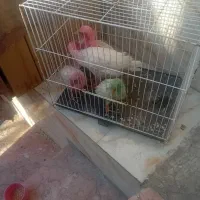 چهار تا جوجه دو تا سه ماهه