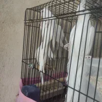 عروس هلندی|پرنده|ملارد, |دیوار