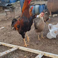 فروش خروس لاری جوان و سرحال