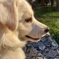 روباهی نر فروش یا معاوضه|سگ|خرمآباد, |دیوار