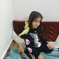 فروش عروس هلندی هلندی نژاد لوتینو 2- عروس هلندی|پرنده|تهران, جوادیه تهرانپارس|دیوار