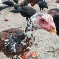 جوجه مرغ و خروس لاری