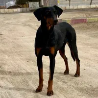 ماده دوبرمن اصل اروپایی