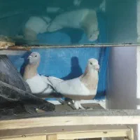 یک جفت کفتر ر یحان