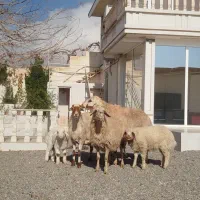 میش و قوچ تروبور