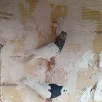 کفتر پرشی