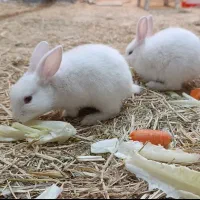 خرگوش|موش و خرگوش|سبزوار, پامنار|دیوار