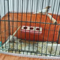 فنچ|پرنده|خمین, |دیوار