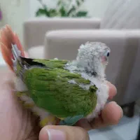 گرینچیک عروس هلندی راهب کتوله برزیلی ملنگو|پرنده|بیرجند, |دیوار